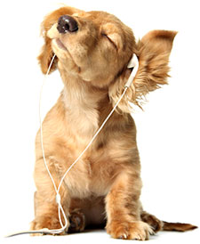 Dog listening to an Audiobook